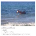 Horse from sea yes