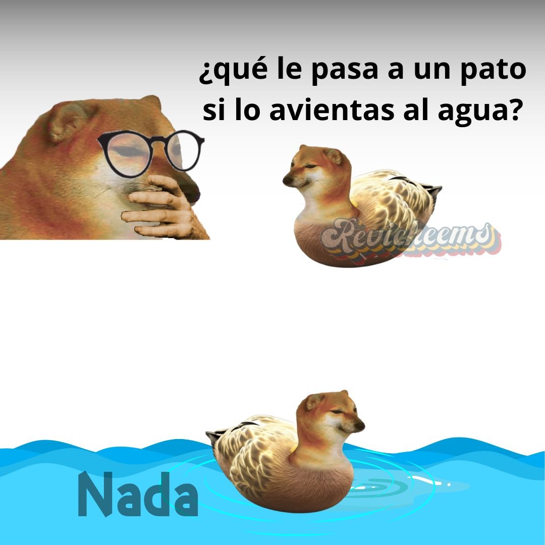 pamto - meme
