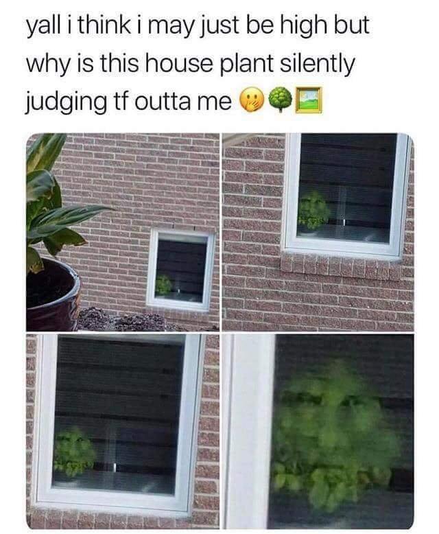 That plant is looking at me! - meme