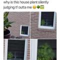 That plant is looking at me!