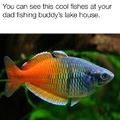 Boesemani rainbowfish.