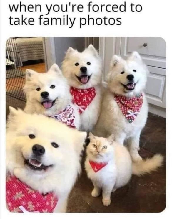 The awkward family photo - meme