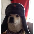 Fluffy comunist doggo