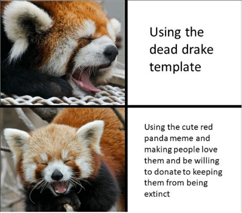 panda love meme