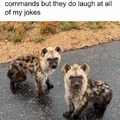 laughing puppies