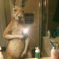 fait si ce kangourou est plus beau goss que certaines fille