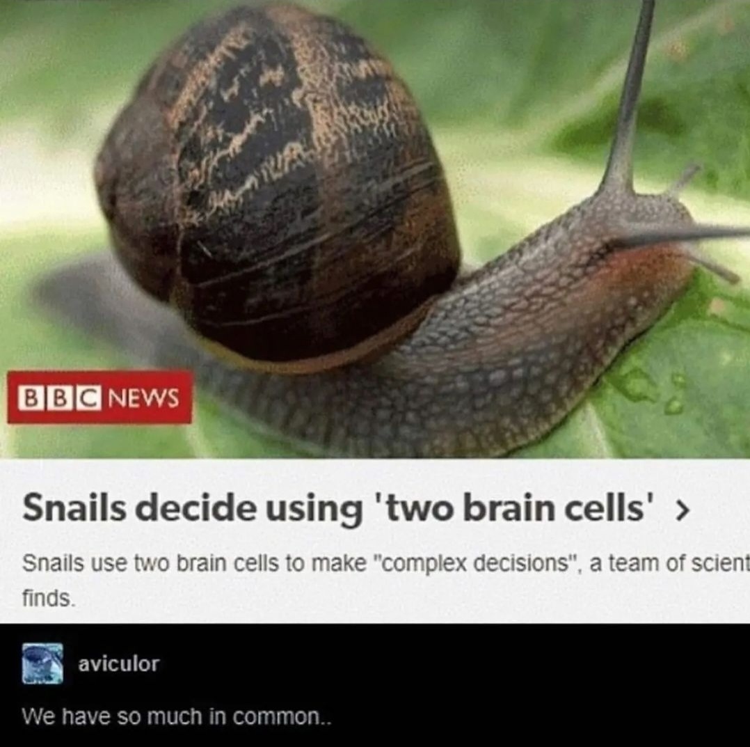 Same here, snail - meme