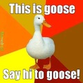 Comment goose