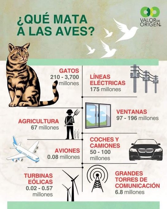 Estadisticas interesante, los gatos matan más aves que cualquier otra cosa - meme