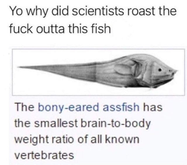 Bony-eared assfish - meme