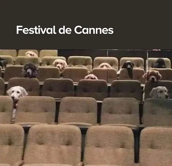 Hasta los perros se sientan atras en el cine - meme