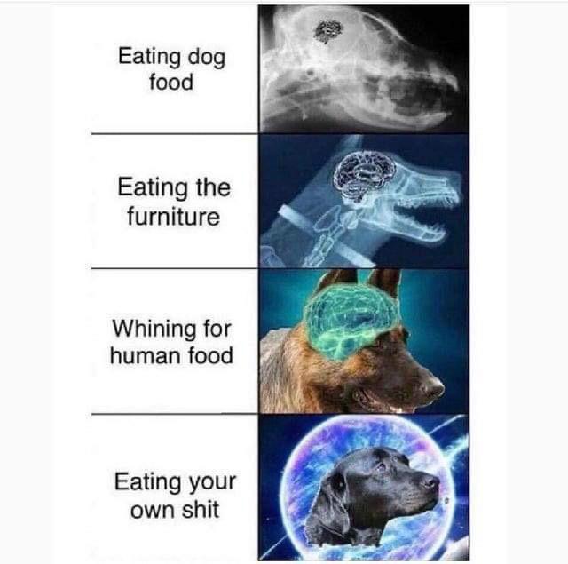 Eating dog food - meme