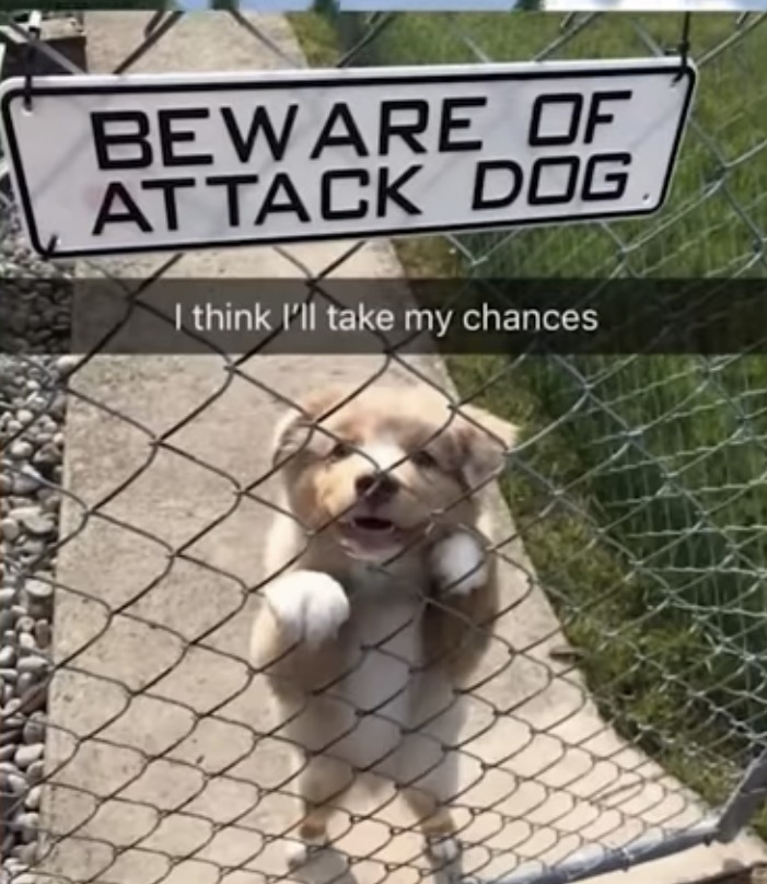 Dog cute - meme