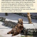 dongs in a bear