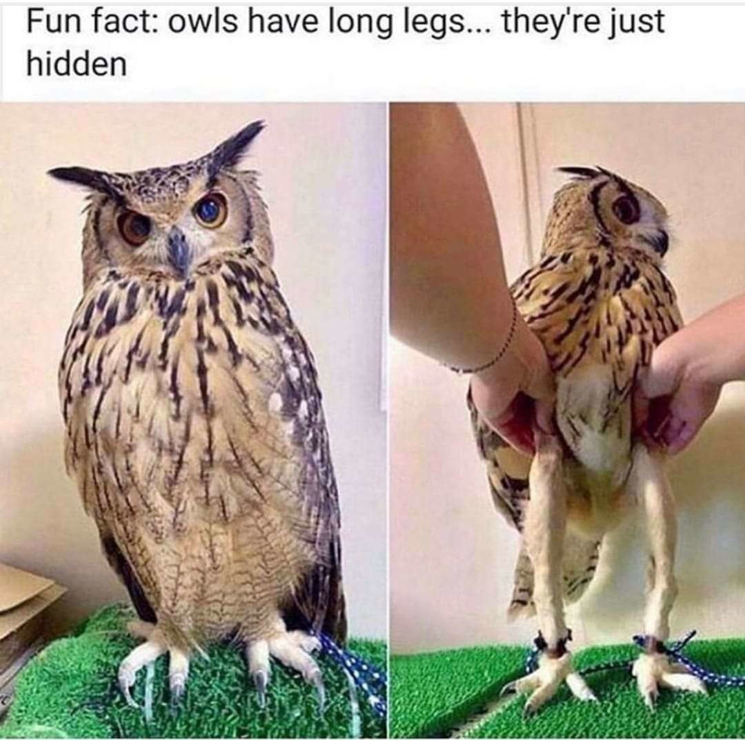 Owls have long legs - meme