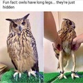 Owls have long legs