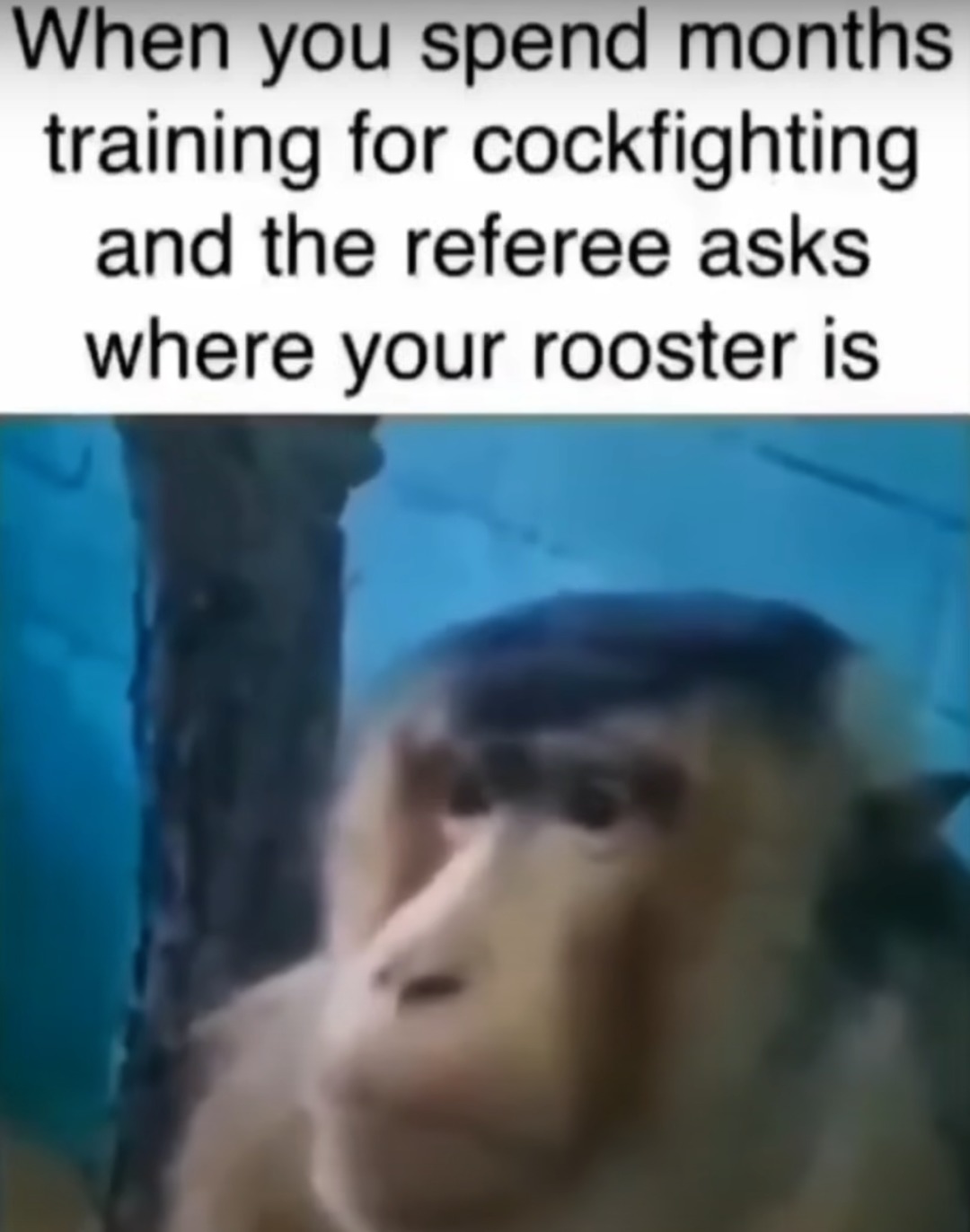 Hey hey sorry - meme