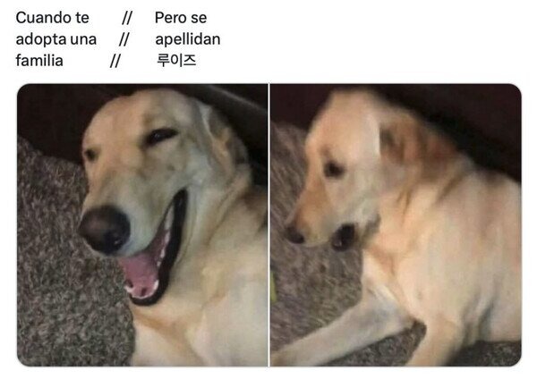 Perrito - meme