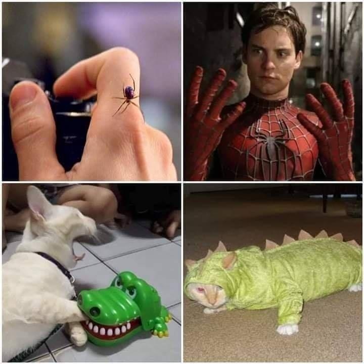 Oh, marvel decided a cat was better- - meme