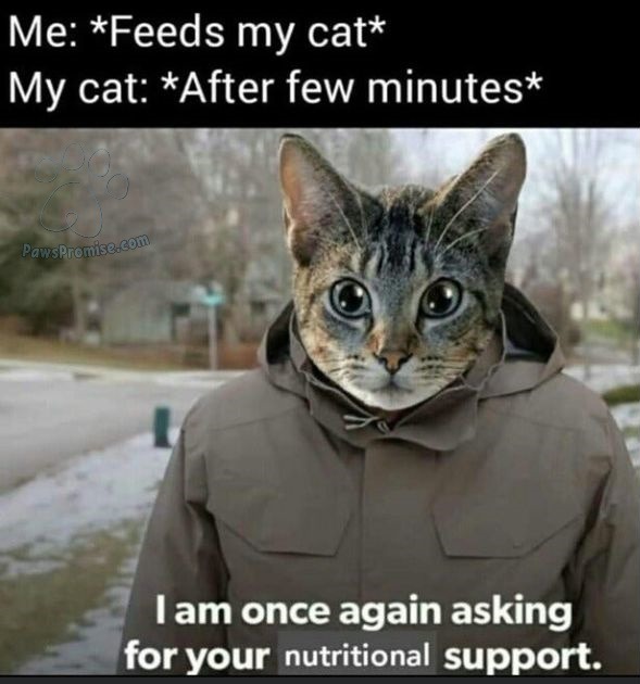 WHY is my cat always hungry after feeding him 5 mins ago - meme