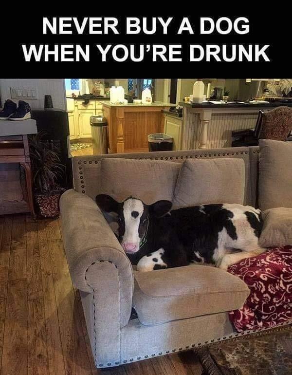 That moment when your drunk self thinks a puppy is a great idea - meme