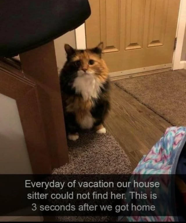 Cat pulled the greatest hide-and-seek while we were gone - meme