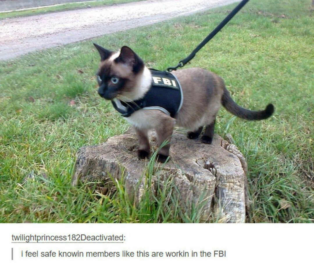 kitty reporting for duty - meme