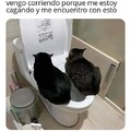 Gatos en el baño
