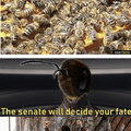 The senate will decide your fate