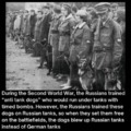 WW2 fun facts