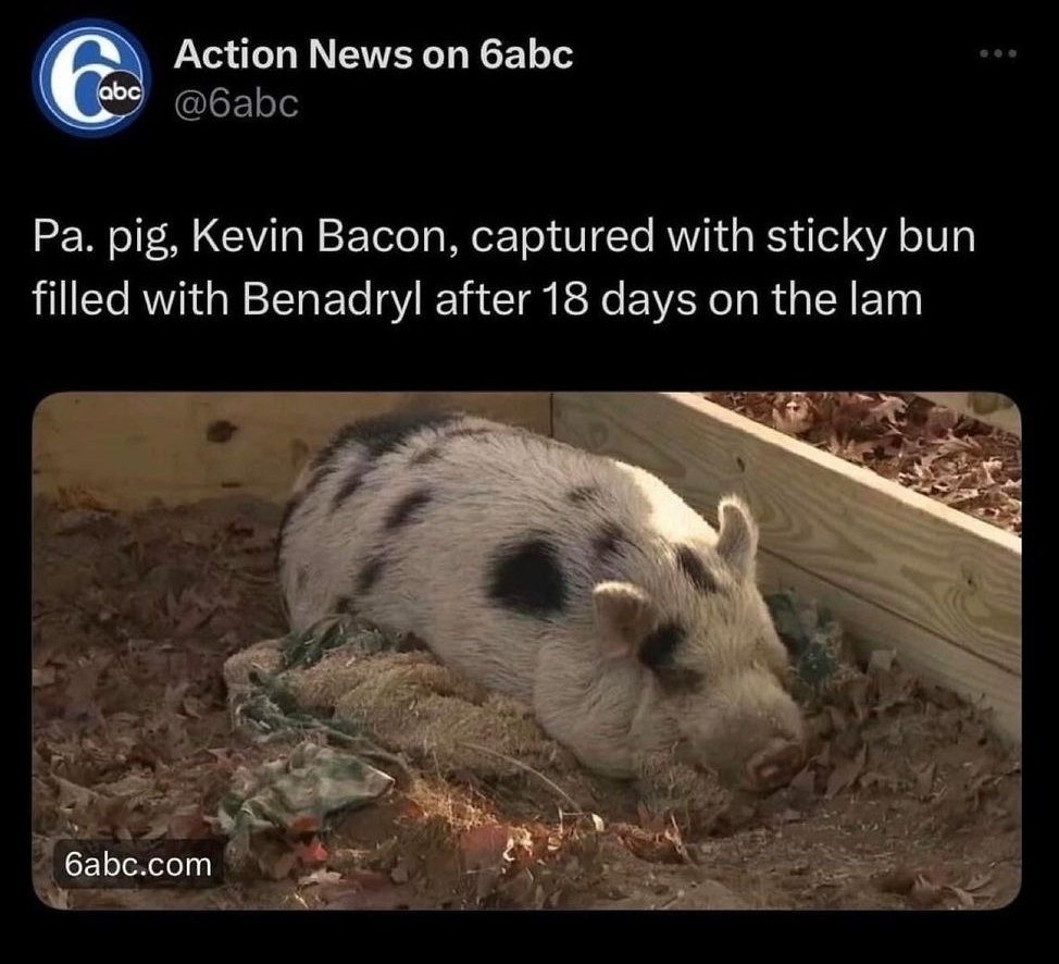 Pig on the ham, er, lam - meme