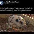 Pig on the ham, er, lam