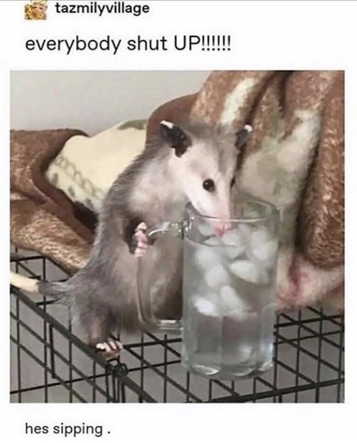 I love opossums!! - meme