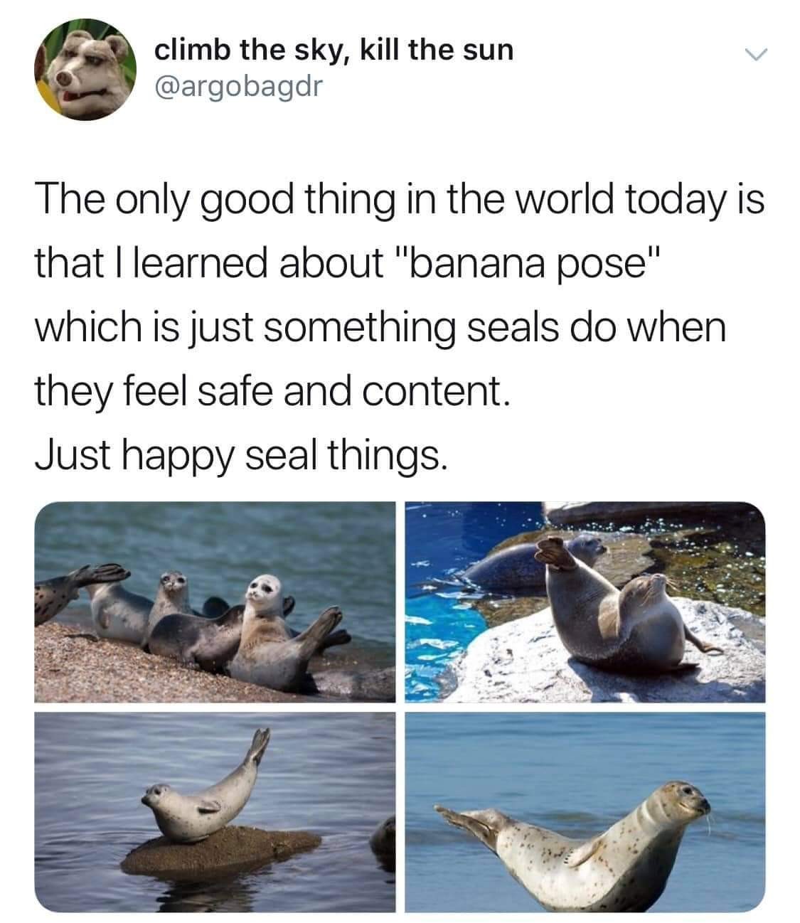 Happy seals! - meme