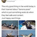Happy seals!