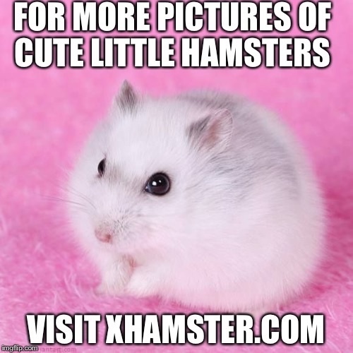 bro so many hamsters at XHAMSTER.com - meme