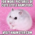 bro so many hamsters at XHAMSTER.com