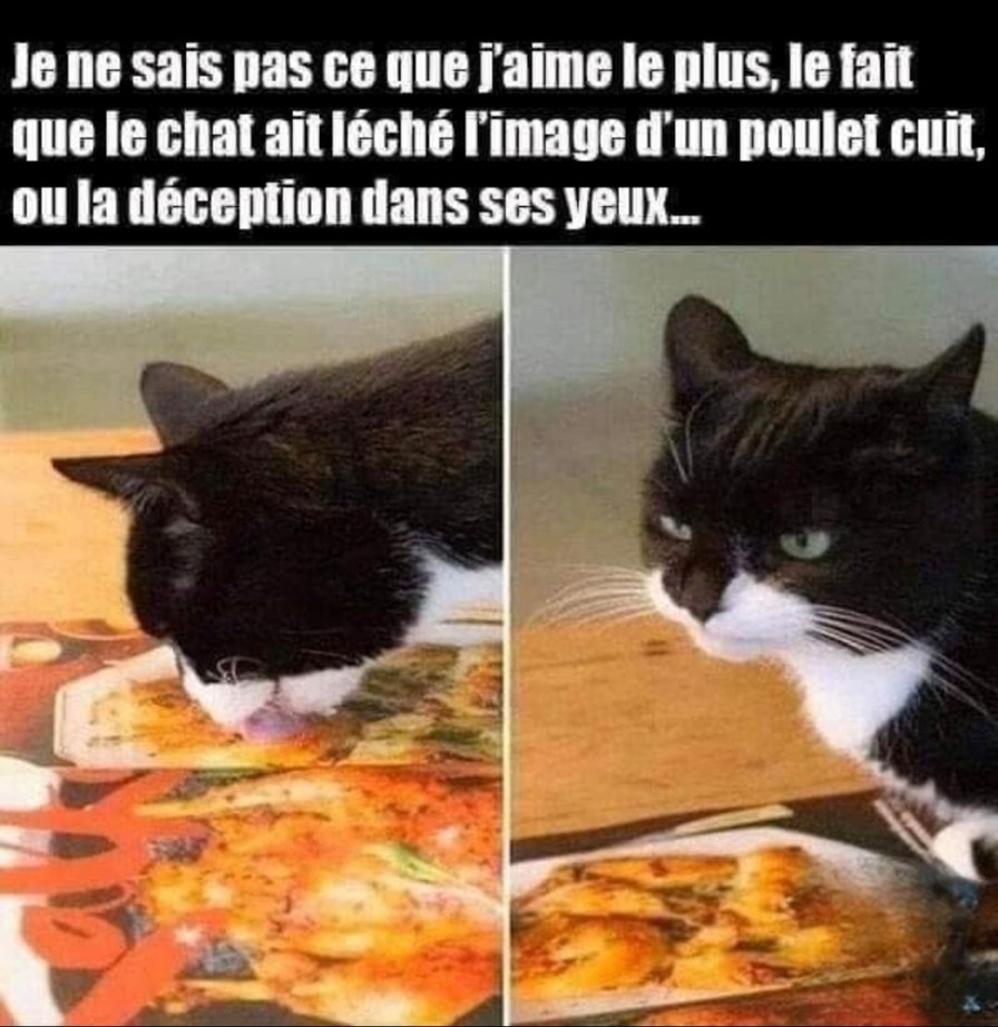 Le chat a volé le poulet… et nos espoirs avec - meme