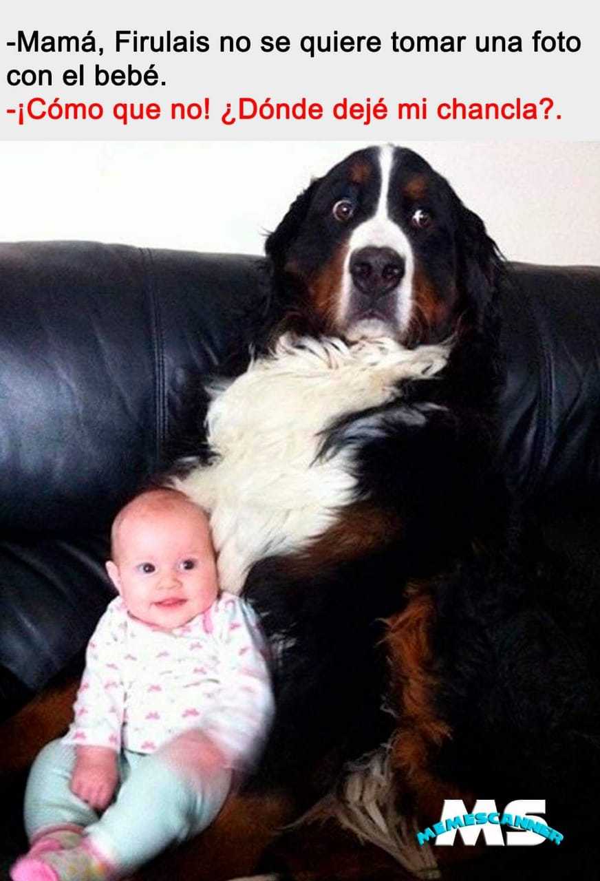 El perro le tiene miedo al bebé - meme