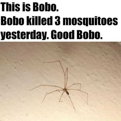 Bobo also predate on other species of spiders, even large house spiders, which is nice - meme