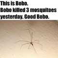 Bobo also predate on other species of spiders, even large house spiders, which is nice