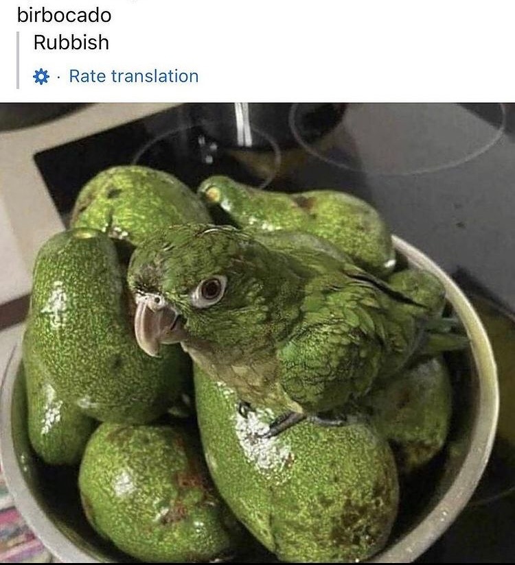 maybe I am avocado - meme