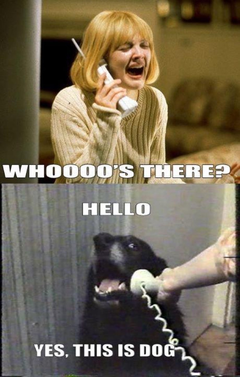 who the dog callin? - meme