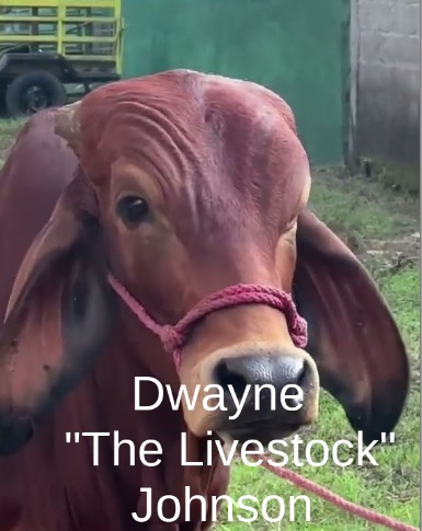 Dwayne the cow - meme