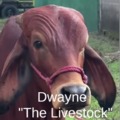 Dwayne the cow
