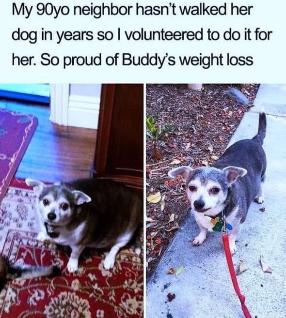Walked the dog once. Now we both losing weight and finding purpose - meme