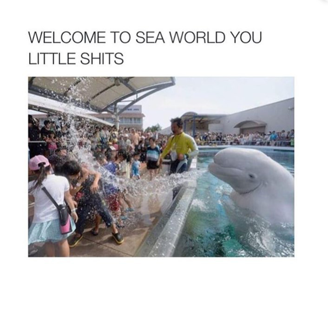 QUUCK, USE WATER GUN! Meme by _Kingslogix ) Memedroid