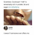 cockroach tidies