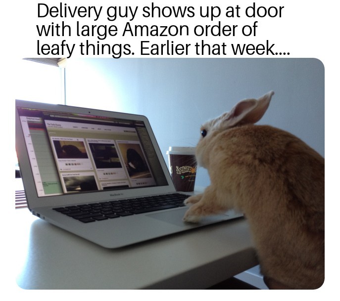 Having a Bunny - meme