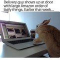 Having a Bunny